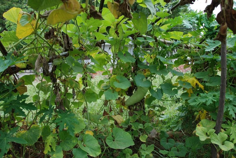 lauki vines have overtaken the shade house 1200